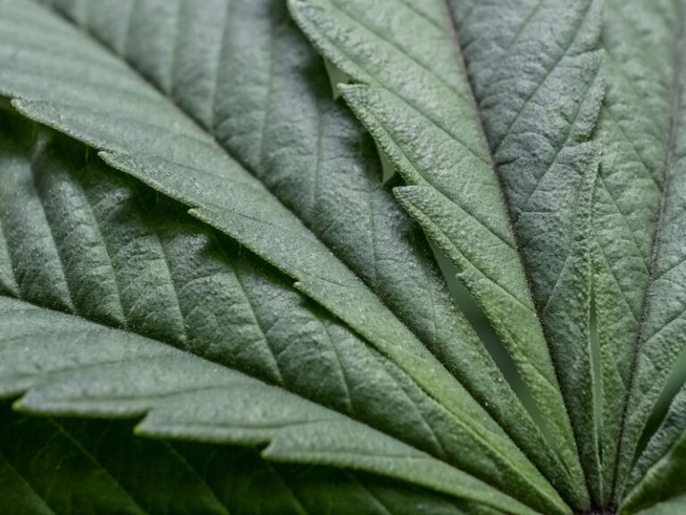 THCV CBD A Combinacao Perfeita para Reduzir Ansiedade Inflamacao e Fome Emocional