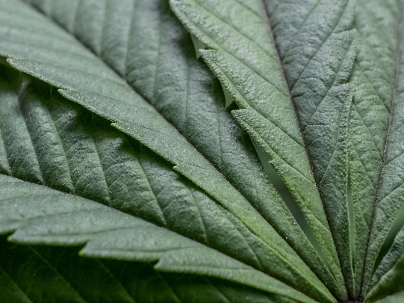 THCV CBD A Combinacao Perfeita para Reduzir Ansiedade Inflamacao e Fome Emocional